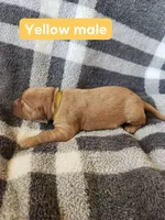 Yellow , a male Golden Retriever for sale in Wynnewood, OK – Photo 3 of 3