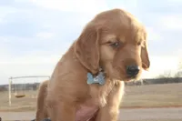 Chloe's Grey, a male Golden Retriever for sale in Wynnewood, OK – Photo 4 of 8