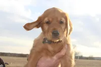 Chloe's Grey, a male Golden Retriever for sale in Wynnewood, OK – Photo 3 of 8