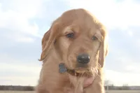 Chloe's Grey, a male Golden Retriever for sale in Wynnewood, OK – Photo 2 of 8