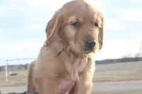 Chloe's Grey, a male Golden Retriever for sale in Wynnewood, OK – Photo 8 of 8