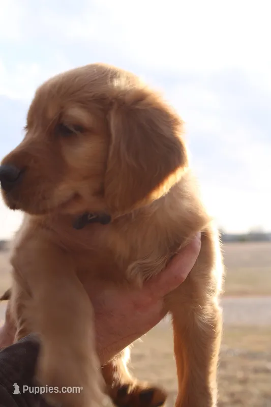 Chloe's Grey, a male Golden Retriever for sale in Wynnewood, OK – Photo 1 of 8