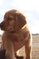 Chloe's Grey, a male Golden Retriever for sale in Wynnewood, OK – Photo 1 of 8