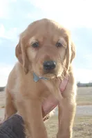 Chloe's Grey, a male Golden Retriever for sale in Wynnewood, OK – Photo 5 of 8