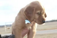 Chloe's Grey, a male Golden Retriever for sale in Wynnewood, OK – Photo 6 of 8