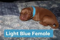 Light Blue, a female Golden Retriever for sale in Wynnewood, OK – Photo 2 of 2