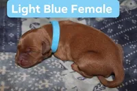 Light Blue, a female Golden Retriever for sale in Wynnewood, OK – Photo 1 of 2