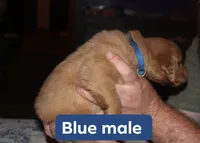 Blue, a male Golden Retriever for sale in Wynnewood, OK – Photo 2 of 3