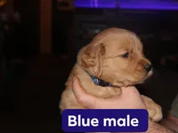 Blue, a male Golden Retriever for sale in Wynnewood, OK – Photo 3 of 3