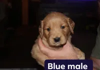 Blue, a male Golden Retriever for sale in Wynnewood, OK – Photo 1 of 3