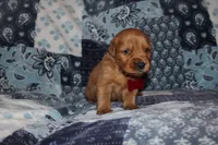 Chloe's Red, a male Golden Retriever for sale in Wynnewood, OK – Photo 3 of 5