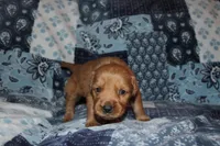 Chloe's Red, a male Golden Retriever for sale in Wynnewood, OK – Photo 5 of 5