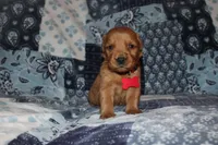 Chloe's Red, a male Golden Retriever for sale in Wynnewood, OK – Photo 1 of 5