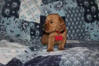 Chloe's Red, a male Golden Retriever for sale in Wynnewood, OK – Photo 2 of 5