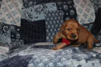 Chloe's Red, a male Golden Retriever for sale in Wynnewood, OK – Photo 4 of 5