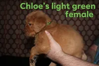 Chloe's Light Green, a female Golden Retriever for sale in Wynnewood, OK – Photo 2 of 3