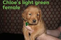Chloe's Light Green, a female Golden Retriever for sale in Wynnewood, OK – Photo 1 of 3