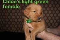 Chloe's Light Green, a female Golden Retriever for sale in Wynnewood, OK – Photo 3 of 3