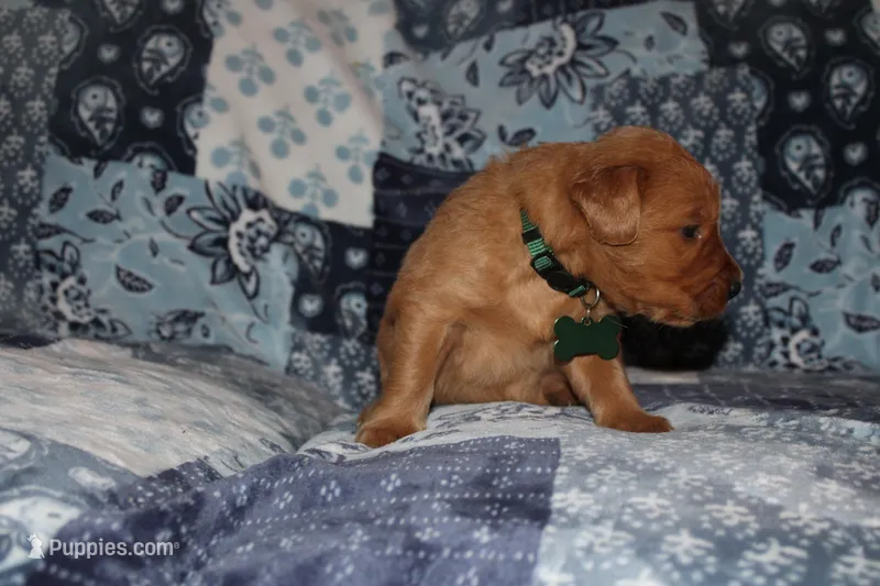 Lucy's Green, a male Golden Retriever for sale in Wynnewood, OK – Photo 1 of 7