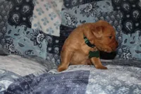 Lucy's Green, a male Golden Retriever for sale in Wynnewood, OK – Photo 1 of 7