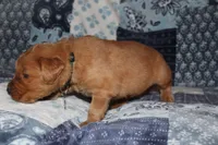 Lucy's Green, a male Golden Retriever for sale in Wynnewood, OK – Photo 5 of 7