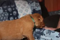 Lucy's Green, a male Golden Retriever for sale in Wynnewood, OK – Photo 7 of 7