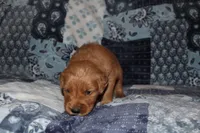 Lucy's Green, a male Golden Retriever for sale in Wynnewood, OK – Photo 6 of 7