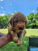 Yellow , a male Golden Retriever for sale in Wynnewood, OK – 5 of 9