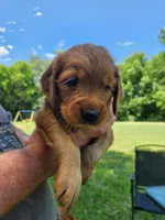Pink, a female Golden Retriever for sale in Wynnewood, OK – 9 of 9
