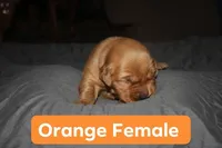 Orange, a female Golden Retriever for sale in Wynnewood, OK – Photo 1 of 3