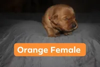 Orange, a female Golden Retriever for sale in Wynnewood, OK – Photo 2 of 3