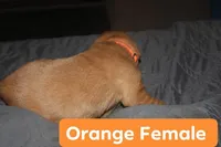 Orange, a female Golden Retriever for sale in Wynnewood, OK – Photo 3 of 3