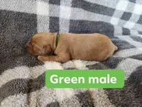 Green, a male Golden Retriever for sale in Wynnewood, OK – Photo 2 of 3