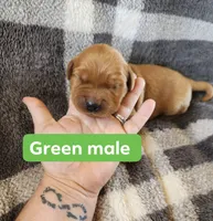 Green, a male Golden Retriever for sale in Wynnewood, OK – Photo 1 of 3