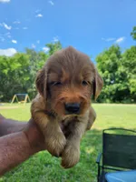 Yellow , a male Golden Retriever for sale in Wynnewood, OK – 6 of 9