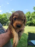 Pink, a female Golden Retriever for sale in Wynnewood, OK – 8 of 9