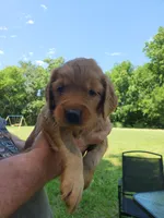 Pink, a female Golden Retriever for sale in Wynnewood, OK – 7 of 9