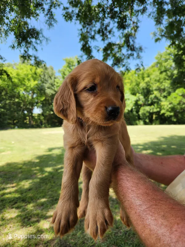 Pink – Golden Retriever puppy for sale in Wynnewood, OK