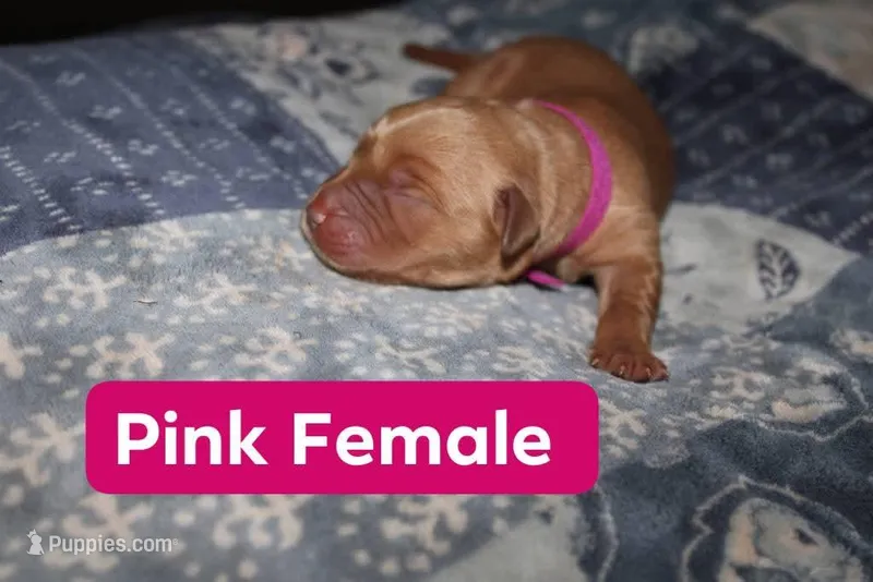 Pink, a female Golden Retriever for sale in Wynnewood, OK – Photo 1 of 2