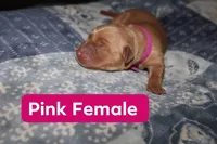 Pink, a female Golden Retriever for sale in Wynnewood, OK – Photo 1 of 2