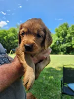 Pink, a female Golden Retriever for sale in Wynnewood, OK – 5 of 9
