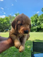 Yellow , a male Golden Retriever for sale in Wynnewood, OK – 3 of 9