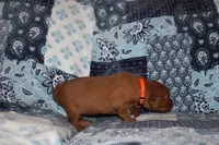 Lucy's Orange, a female Golden Retriever for sale in Wynnewood, OK – Photo 4 of 7