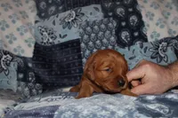 Lucy's Orange, a female Golden Retriever for sale in Wynnewood, OK – Photo 3 of 7