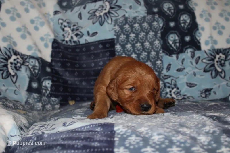 Lucy's Orange, a female Golden Retriever for sale in Wynnewood, OK – Photo 1 of 7