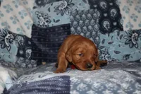 Lucy's Orange, a female Golden Retriever for sale in Wynnewood, OK – Photo 1 of 7