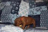 Lucy's Orange, a female Golden Retriever for sale in Wynnewood, OK – Photo 5 of 7