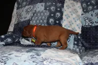 Lucy's Orange, a female Golden Retriever for sale in Wynnewood, OK – Photo 6 of 7