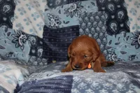 Lucy's Orange, a female Golden Retriever for sale in Wynnewood, OK – Photo 2 of 7