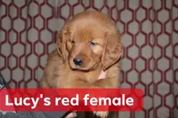 Lucy's Red, a female Golden Retriever for sale in Wynnewood, OK – Photo 4 of 5